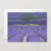ヨーロッパ、フランス、プロヴァンス、ソー、ラベンダーフィールド2 ポストカード (正面/裏面)