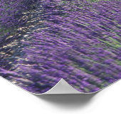 ヨーロッパ、フランス、プロヴァンス。ラバンダー畑 ポスター (角)