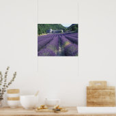 ヨーロッパ、フランス、プロヴァンス。ラバンダー畑 ポスター (キッチン)