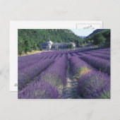 ヨーロッパ、フランス、プロヴァンス。ラバンダー畑 ポストカード (正面/裏面)