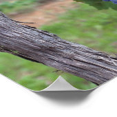 ヨーロッパ、フランス、ルーシロン。ブドウ畑 ポスター (角)