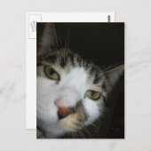 ヨ！ ポストカード (正面/裏面)