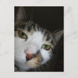 ヨ！ ポストカード