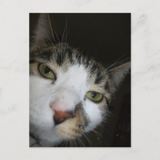 ヨ！ ポストカード (正面)