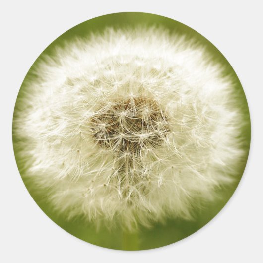 ライオダンディン ラウンドシール (正面)