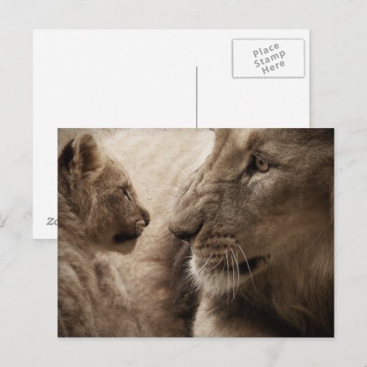 ライオネスとカブ ポストカード (正面/裏面)