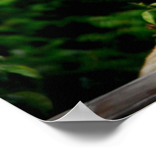 ライオネス写真 ポスター (角)