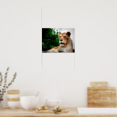 ライオネス写真 ポスター (キッチン)