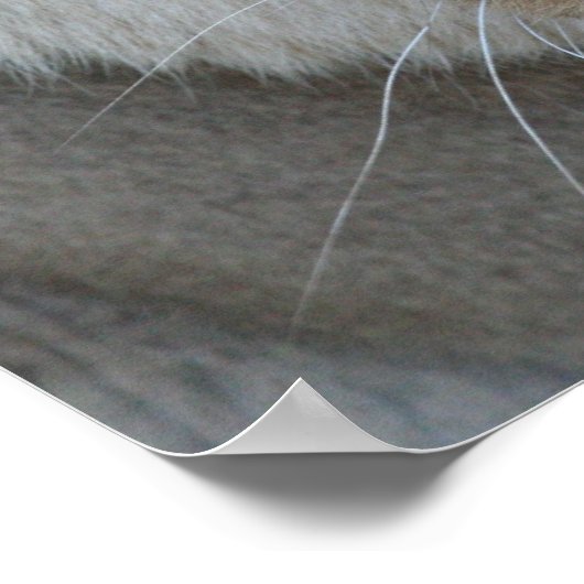 ライオネス007 ポスター (角)