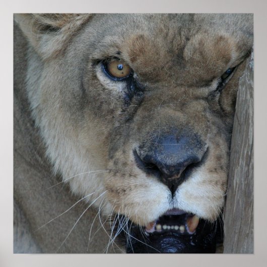 ライオネス007 ポスター (正面)