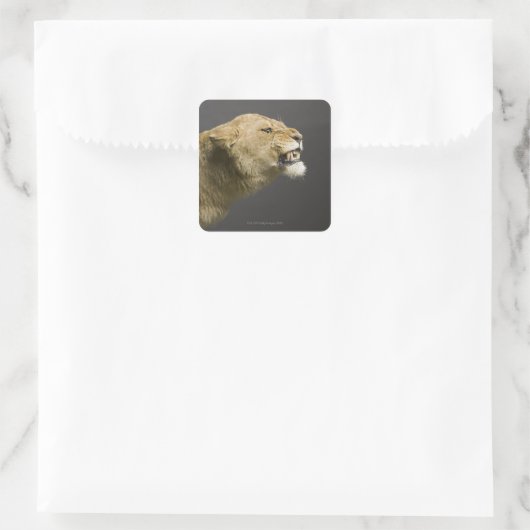 ライオネス2 スクエアシール (バッグ)