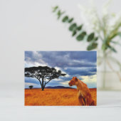 ライオネス・ストーム ポストカード (スタンド正面)