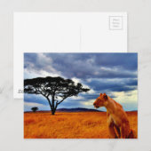 ライオネス・ストーム ポストカード (正面/裏面)