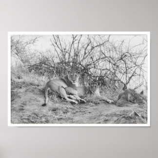 ライオネス ポスター