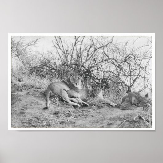 ライオネス ポスター (正面)