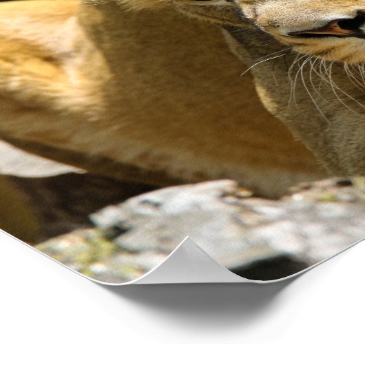 ライオネス ポスター (角)