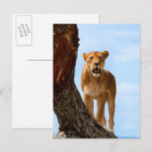 ライオネス ポストカード (正面/裏面)