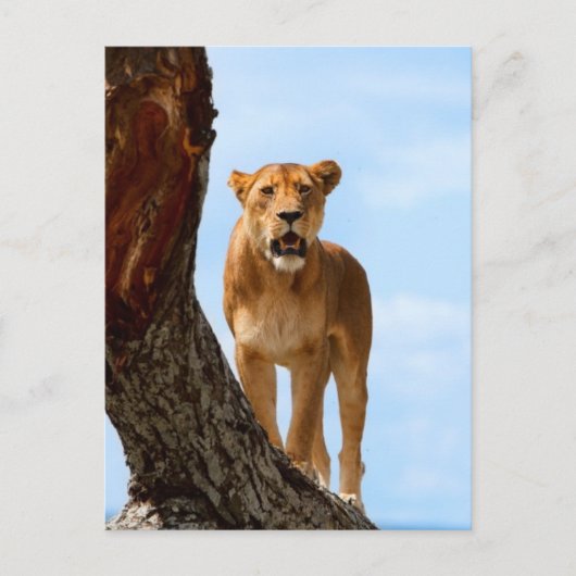 ライオネス ポストカード (正面)