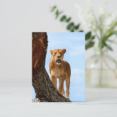 ライオネス ポストカード (スタンド正面)