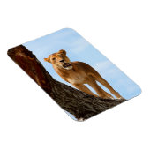 ライオネス マグネット (右側)