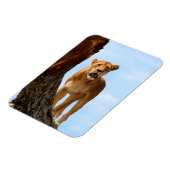 ライオネス マグネット (左側)