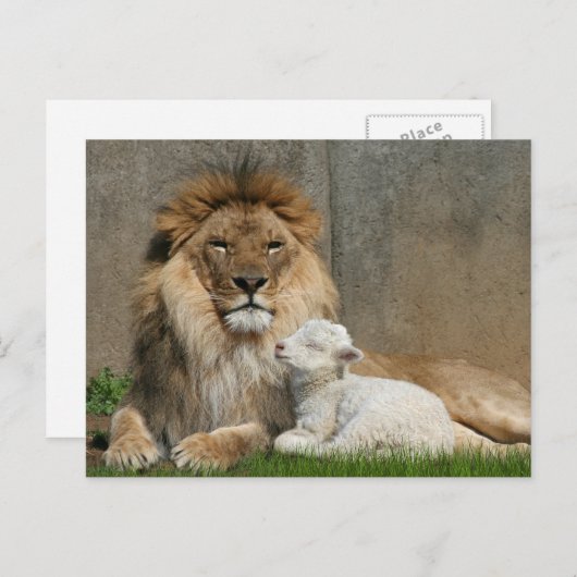 ライオンおよび子ヒツジのクリスマス シーズンポストカード (正面/裏面)