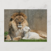 ライオンおよび子ヒツジのクリスマス シーズンポストカード (正面)