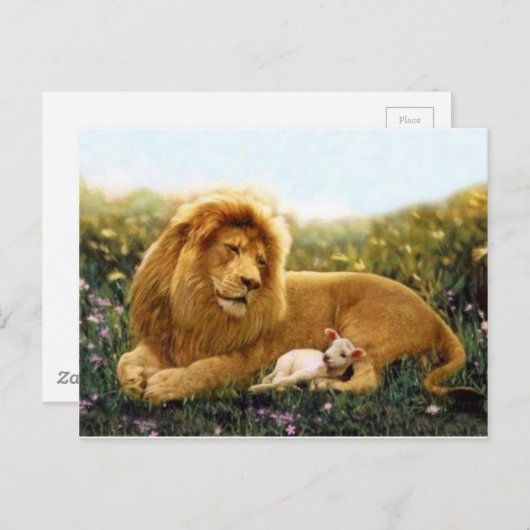 ライオンおよび子ヒツジ ポストカード (正面/裏面)