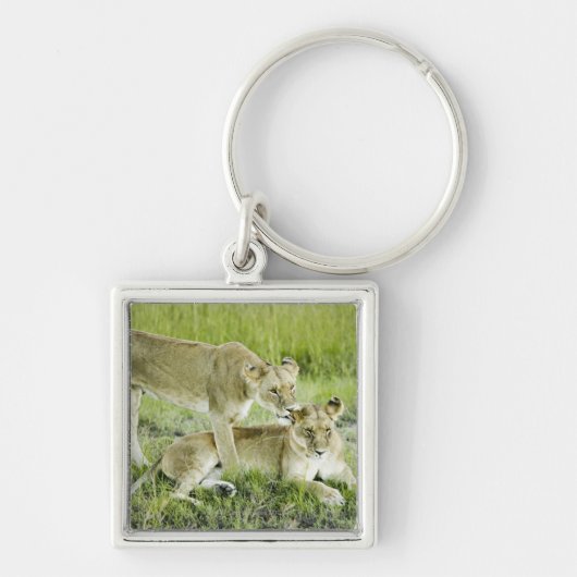 ライオンおよび雌ジシ、アフリカ キーホルダー (正面)