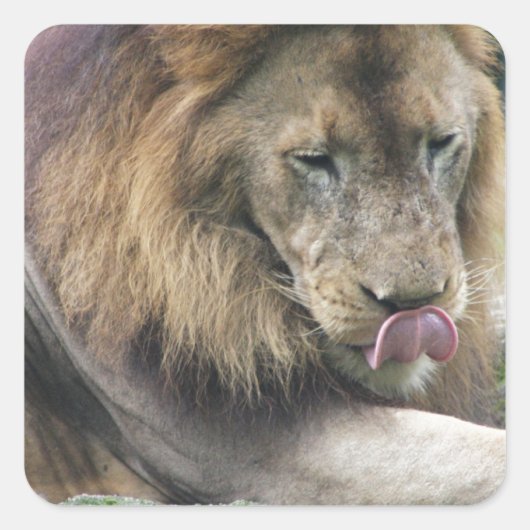 ライオンがチョップをなめる！ スクエアシール (正面)