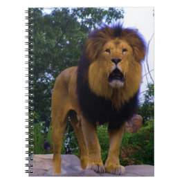 ライオンが岩に ノートブック