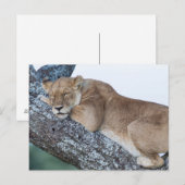 ライオンが木で眠る ポストカード (正面/裏面)