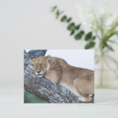 ライオンが木で眠る ポストカード (スタンド正面)