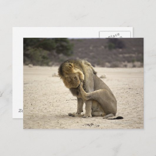 ライオンが背中の前足を洗うガラガディ ポストカード (正面/裏面)