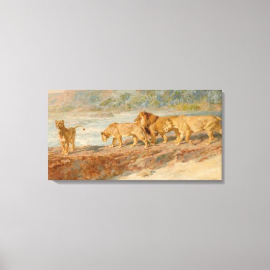 ライオンとライオンはアフリカの川の岸にいる キャンバスプリント (正面)