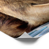 ライオンとライオンズペア ポスター (角)