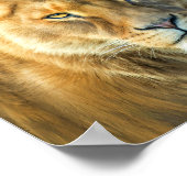 ライオンとライオン – アフリカのロイヤリティアートポスター/プリンター ポスター (角)