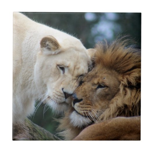 ライオンとライオン タイル (正面)