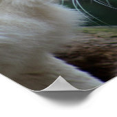 ライオンとライオン ポスター (角)