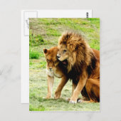 ライオンと雌ライオンの母は愛する ポストカード (正面/裏面)