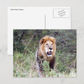 ライオンのたてがみ ポストカード (正面/裏面)