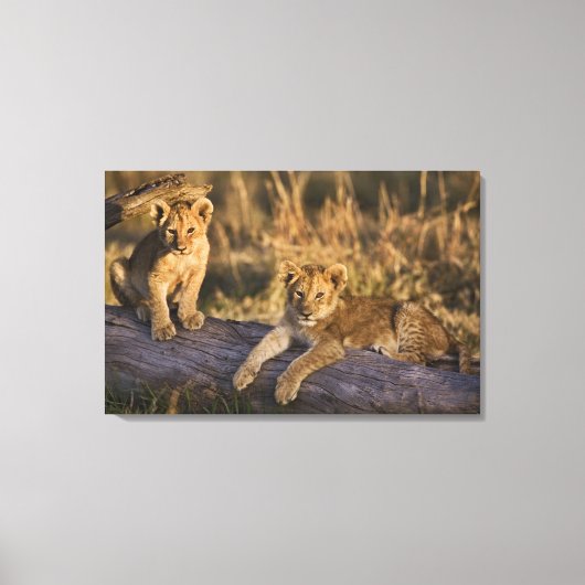 ライオンのカブス キャンバスプリント (正面)