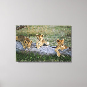 ライオンのカブス キャンバスプリント