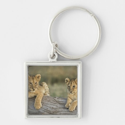 ライオンのカブス キーホルダー (正面)