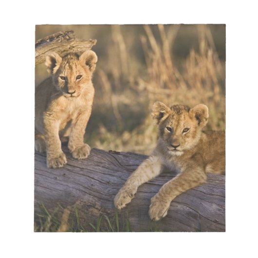 ライオンのカブス ノートパッド (正面)