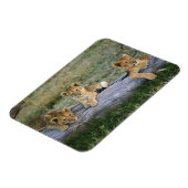 ライオンのカブス マグネット (左側)