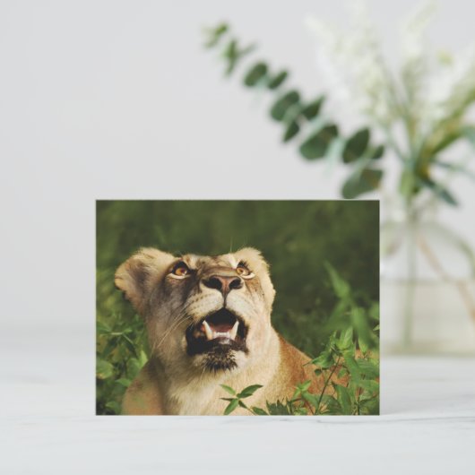 ライオンのサファリグリーティングポストカード ポストカード (スタンド正面)