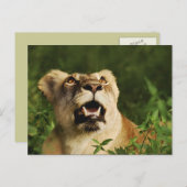 ライオンのサファリグリーティングポストカード ポストカード (正面/裏面)