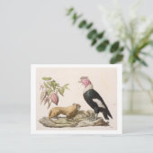 ライオンのサルとコンドル、チリまたはエクアドルへの先住民 ポストカード (スタンド正面)