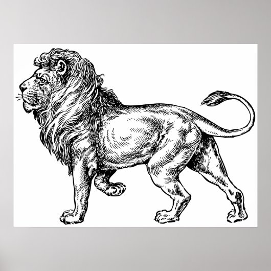 ライオンのスケッチ（強大） ポスター (正面)